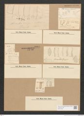 Diatomeae indet. Zeichnungen Sammlung Grunow Nr. 3904 (NHMW-BOT-W0371632)